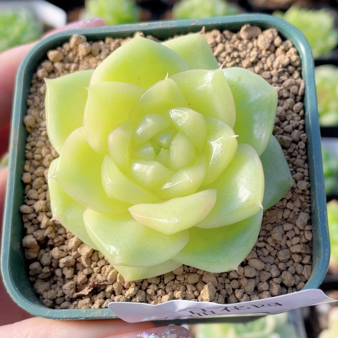 三****519号糖心冰心珍妮 芭菲