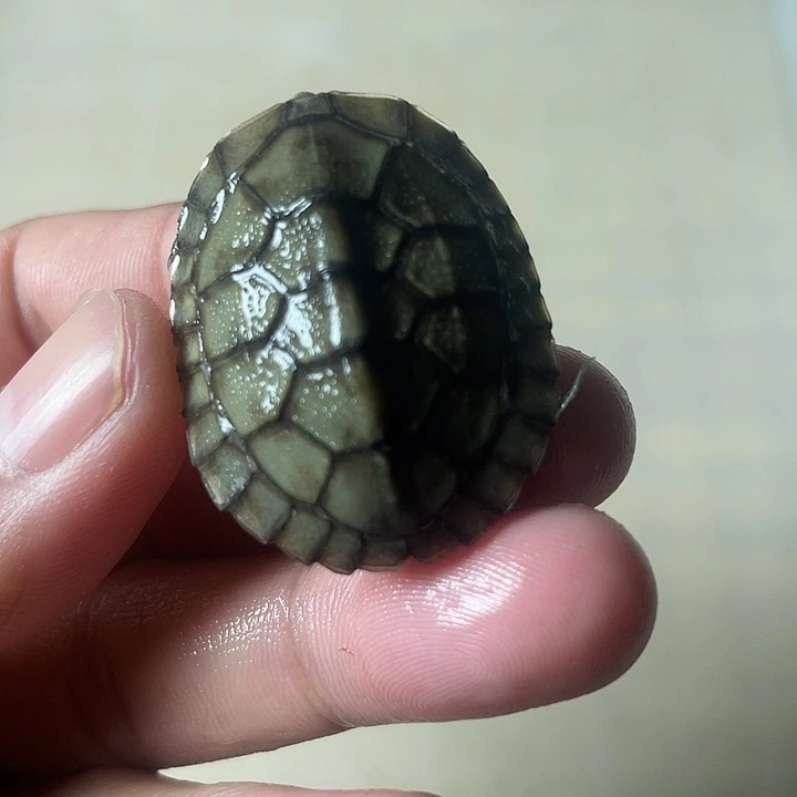 不分公母宠物龟小青苗