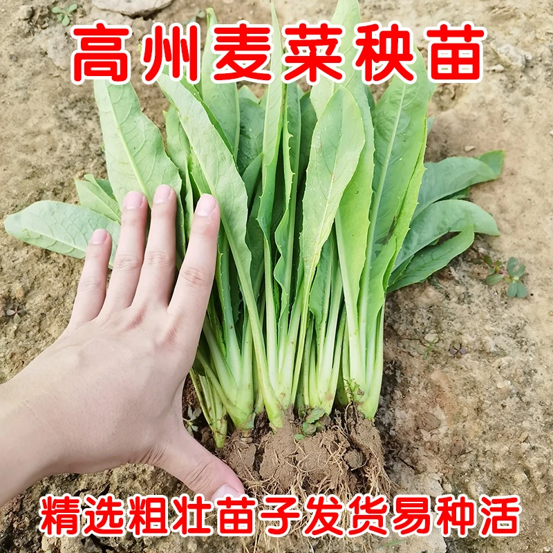 正宗高州圆叶甜麦菜苗高州甜麦菜秧苗带土苗圆尾苦麦菜甜软品种