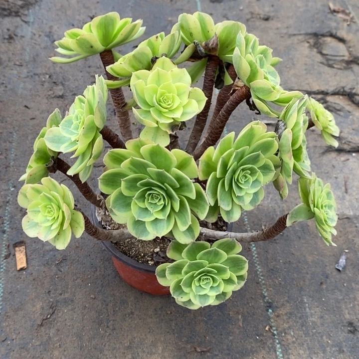 奶白多肉植物001