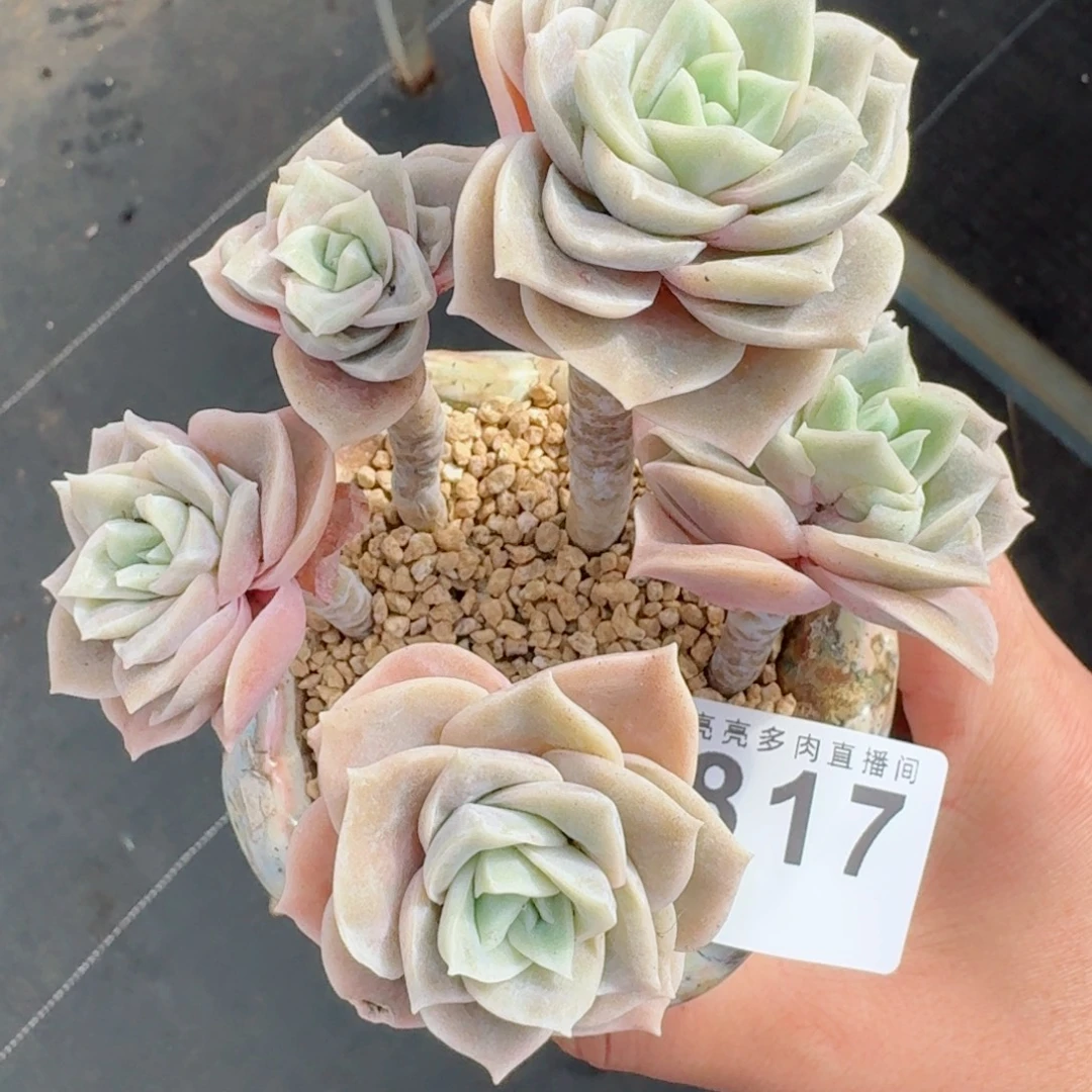 可爱玫瑰      愿你一路坦途，乘风破浪展宏图