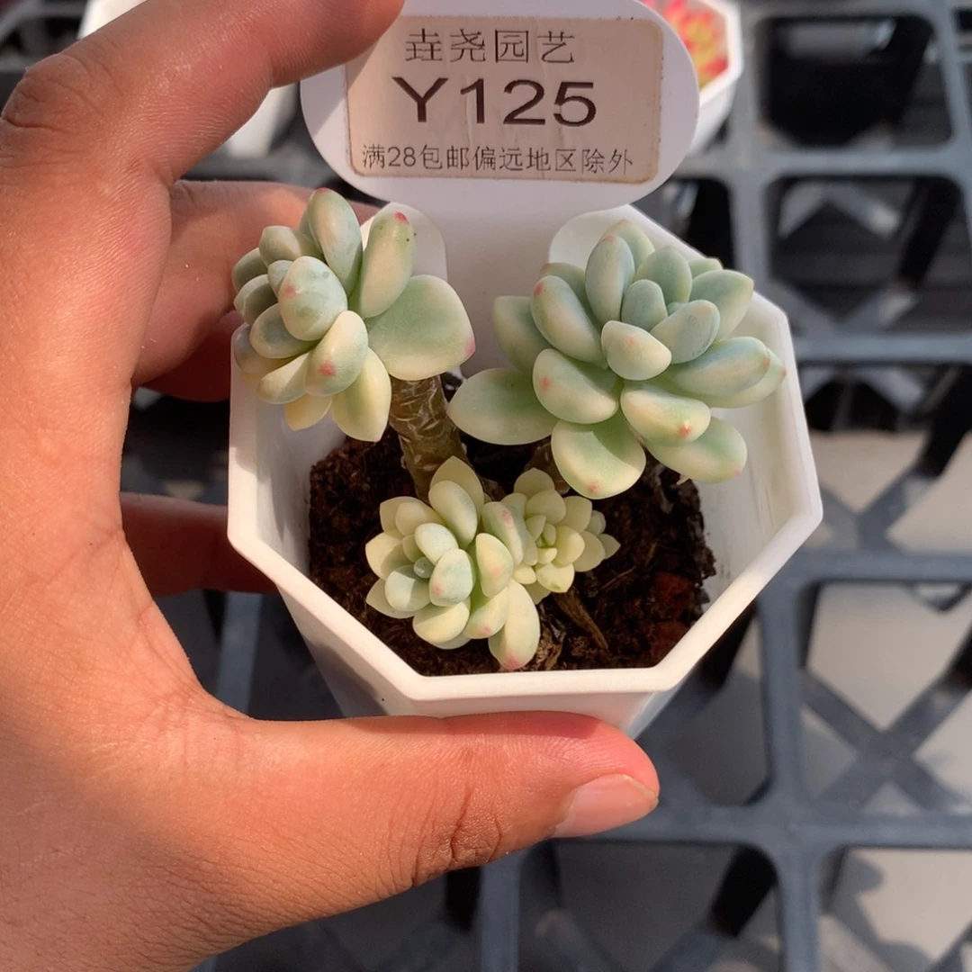 0125劳尔锦4.5厘米