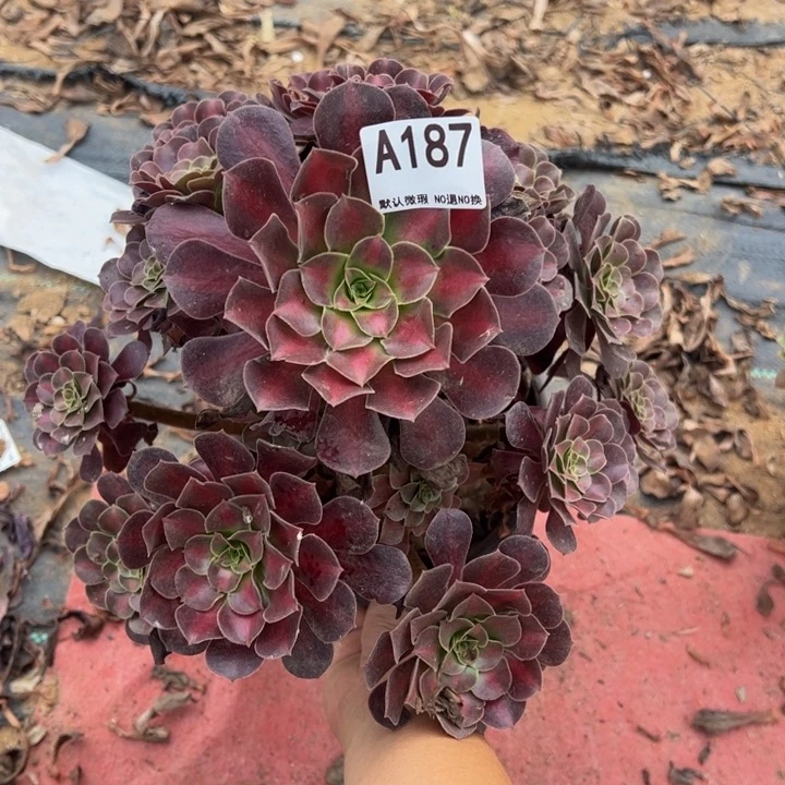 花哪多肉植物187.