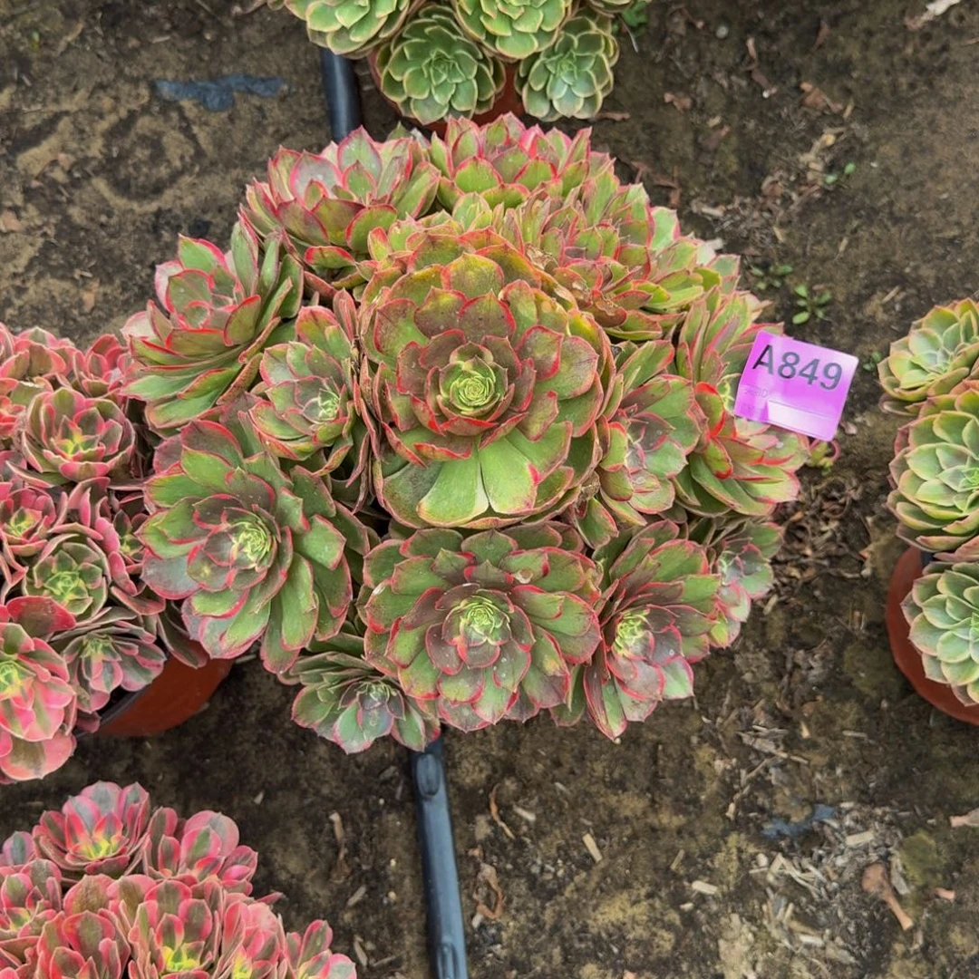 *****法师多肉不包损粉花妖849