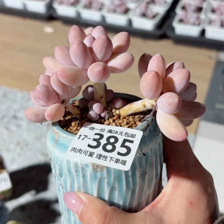 汤圆无盆土发货无盆土无