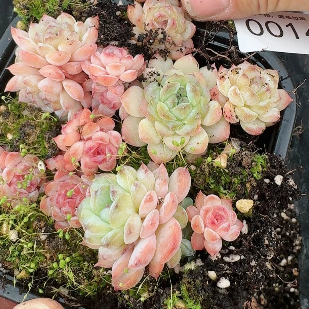 杂交新品珍妮多肉14