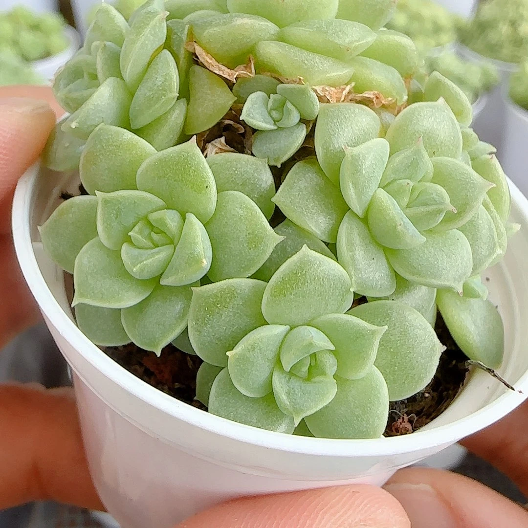 【闪购商品】1010-73优选麦杆孤品