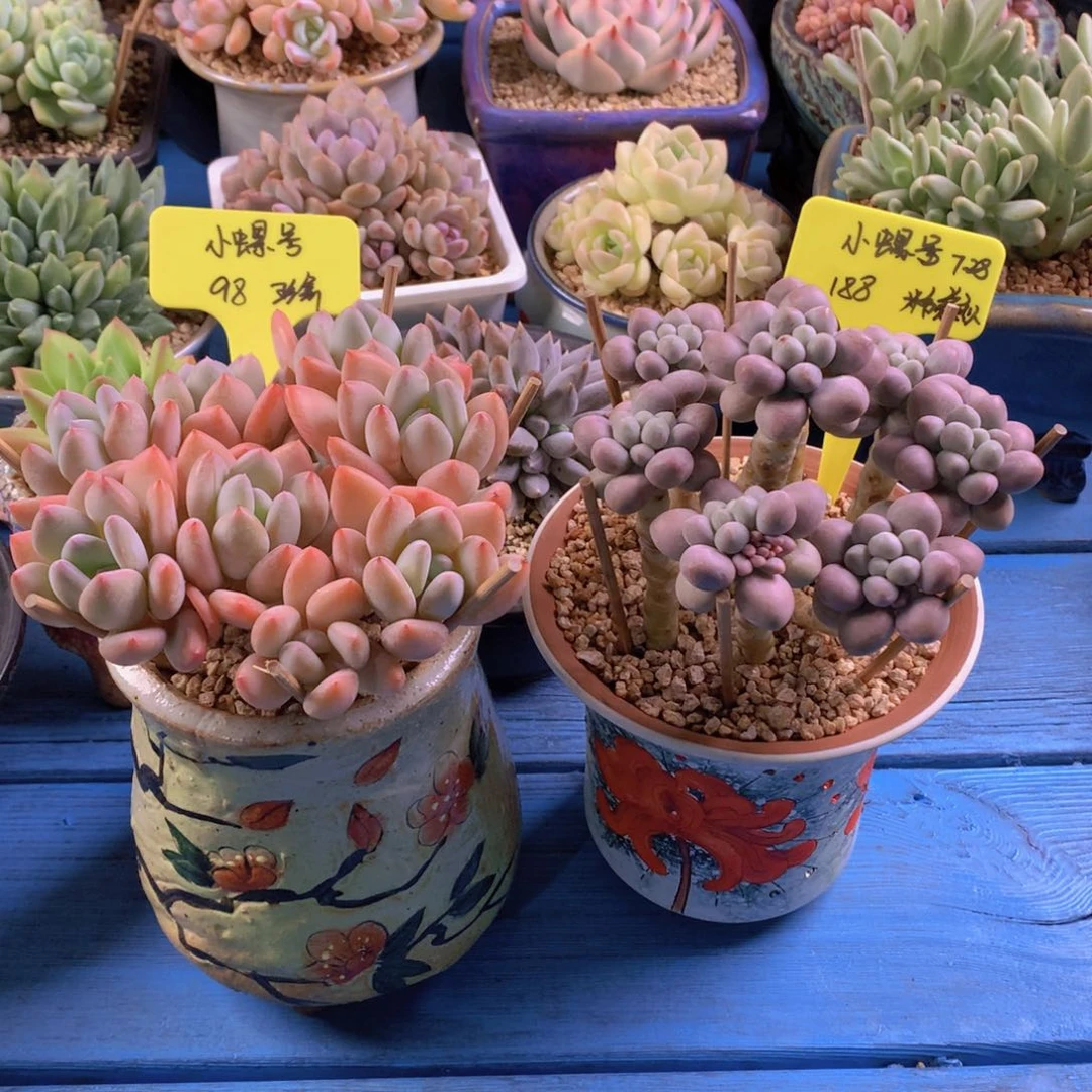 小****我们家的小仙女们
