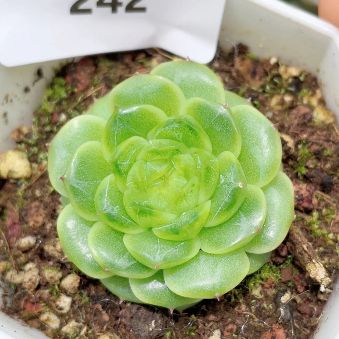242号糖心冰心珍妮 爱彼