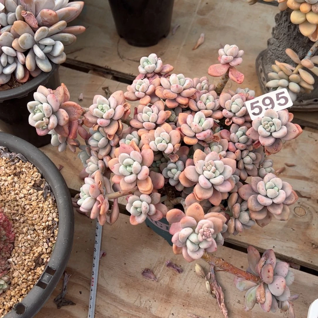 这***白红洛神595号