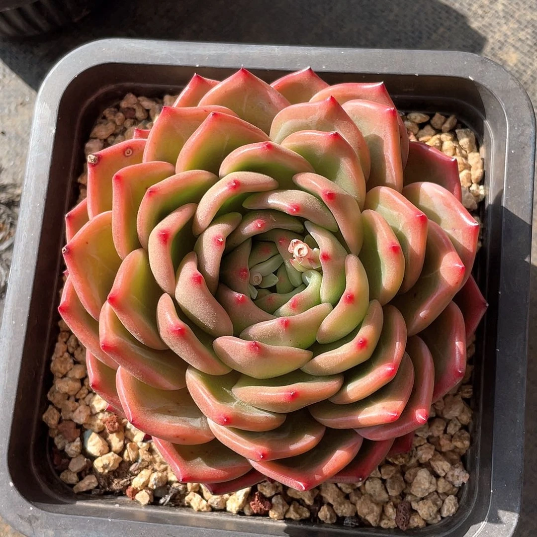 多肉植物多肉植物
