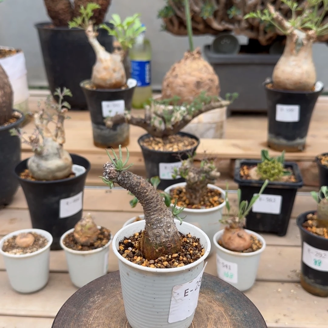 284白象奇峰锦块根植物