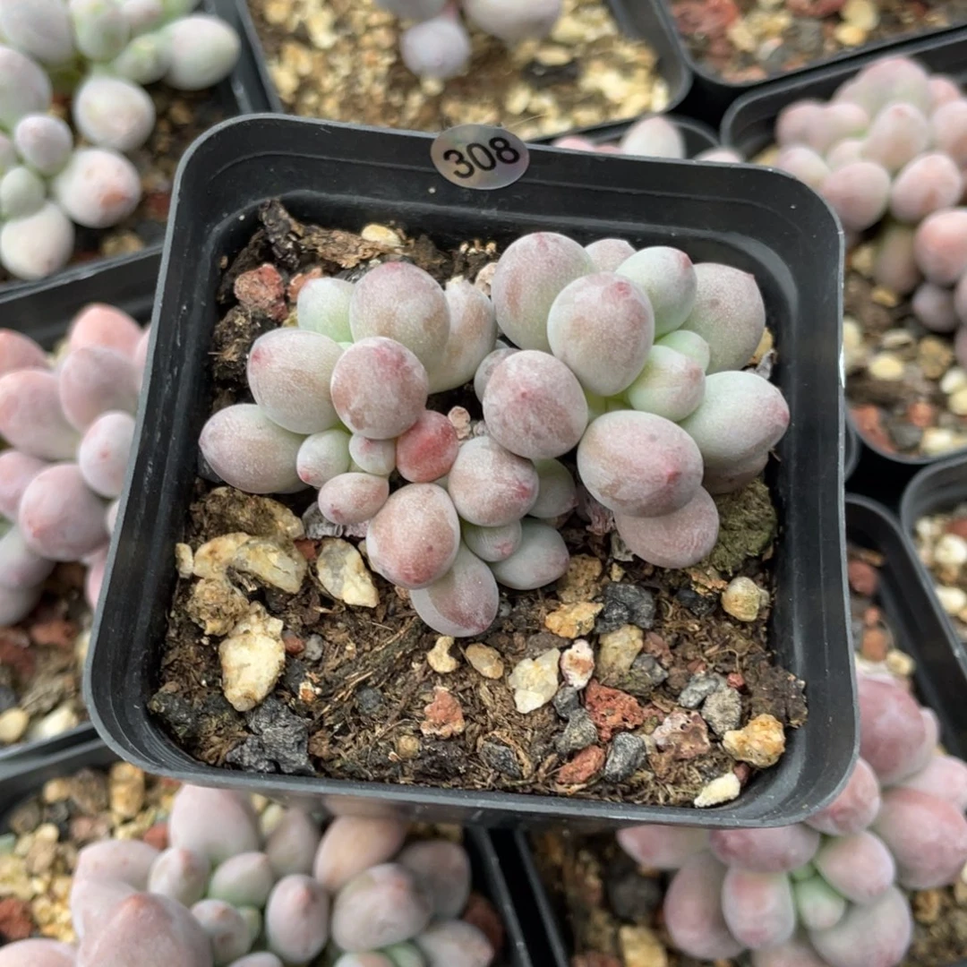 仙子奶酪多肉植物