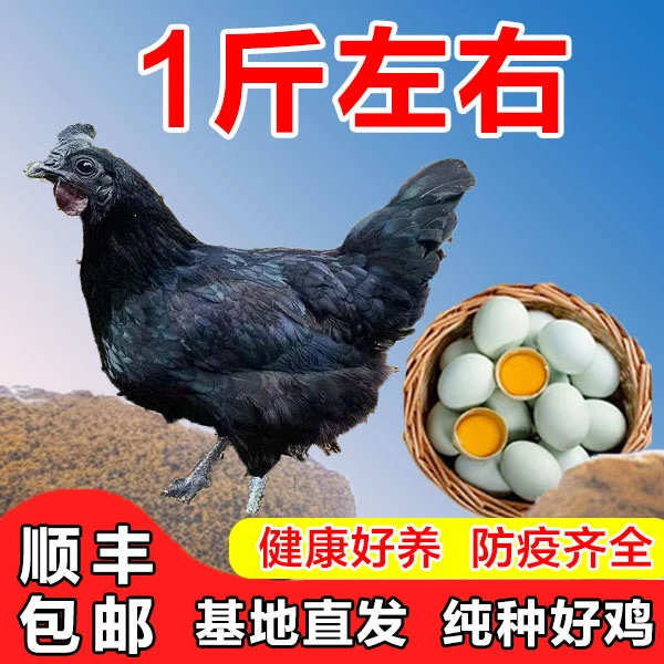【1斤左右】五黑鸡顺丰包邮，五黑一绿，绿壳蛋，林间散养，宠物鸡，