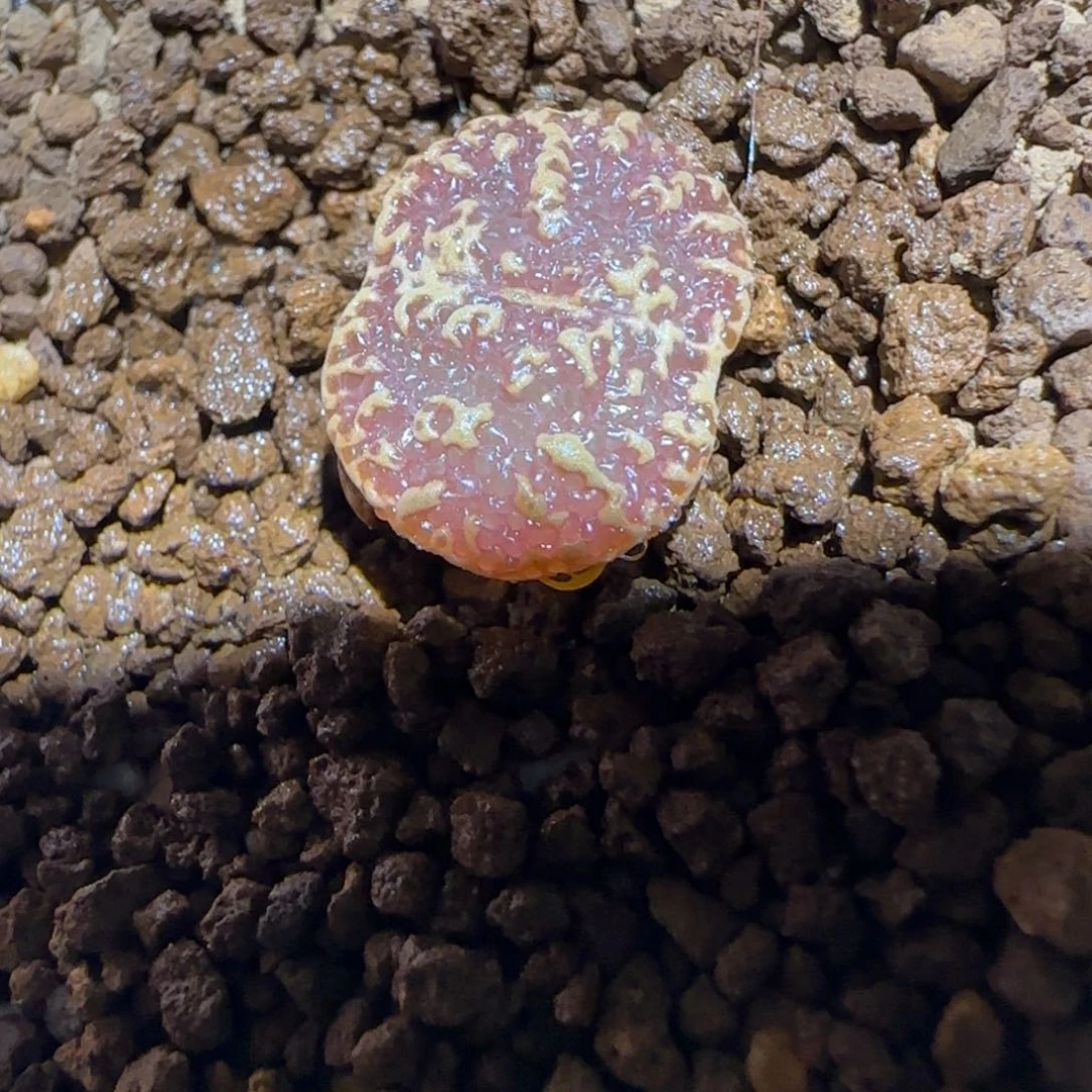 肉锥多肉植物好看-超级泡泡472