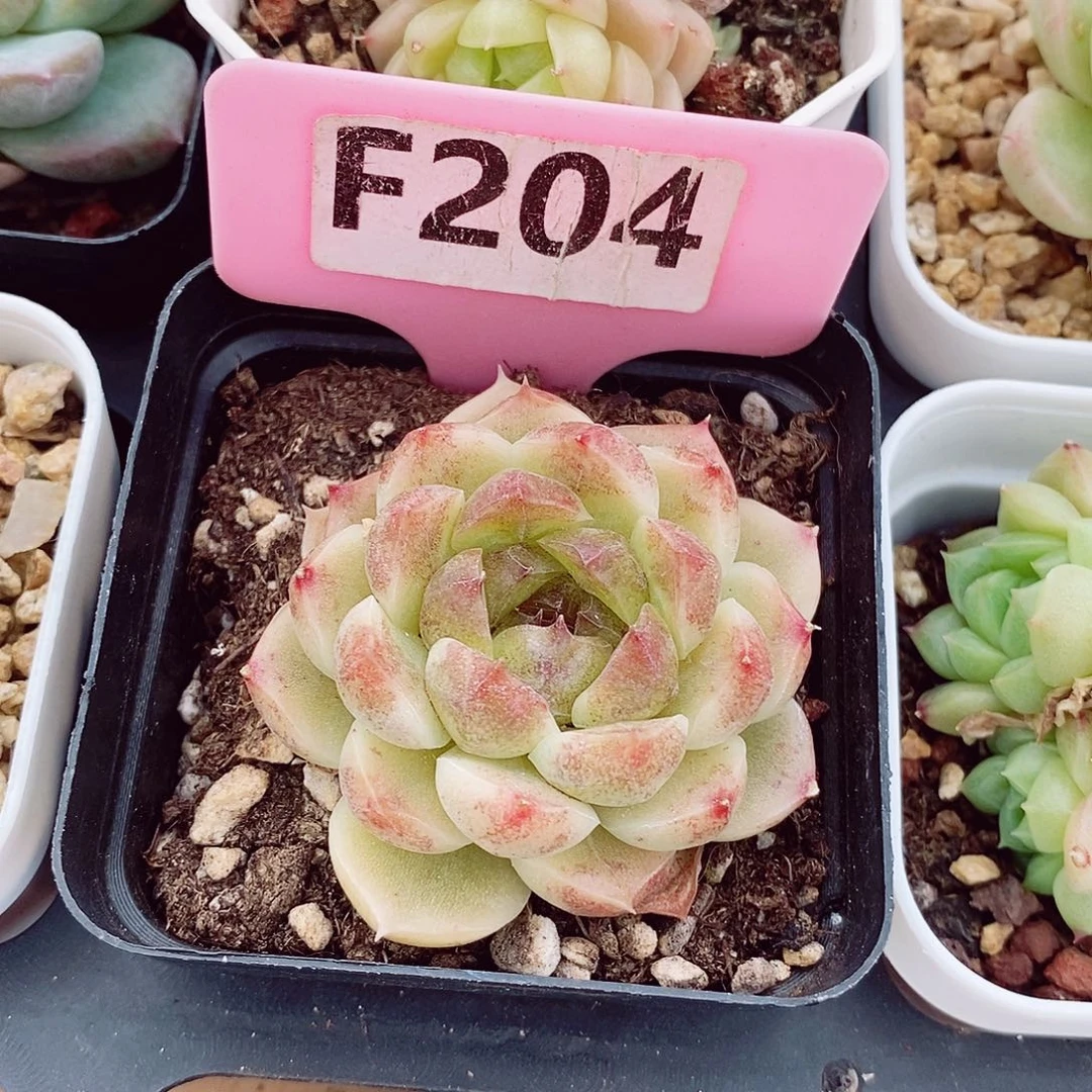 菡**凉紫霞仙子5cm多肉植物