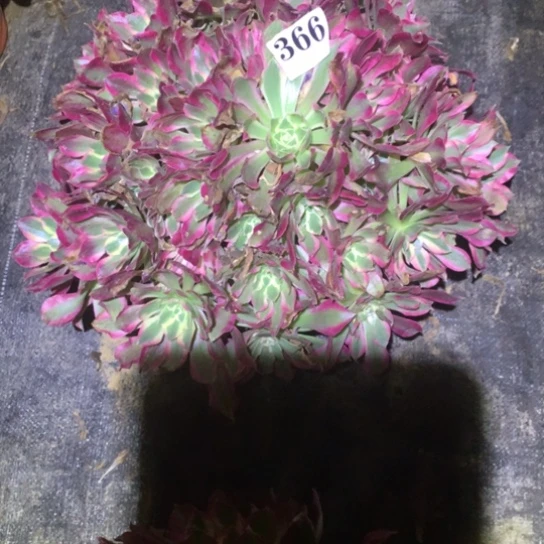 多肉植物女巫366