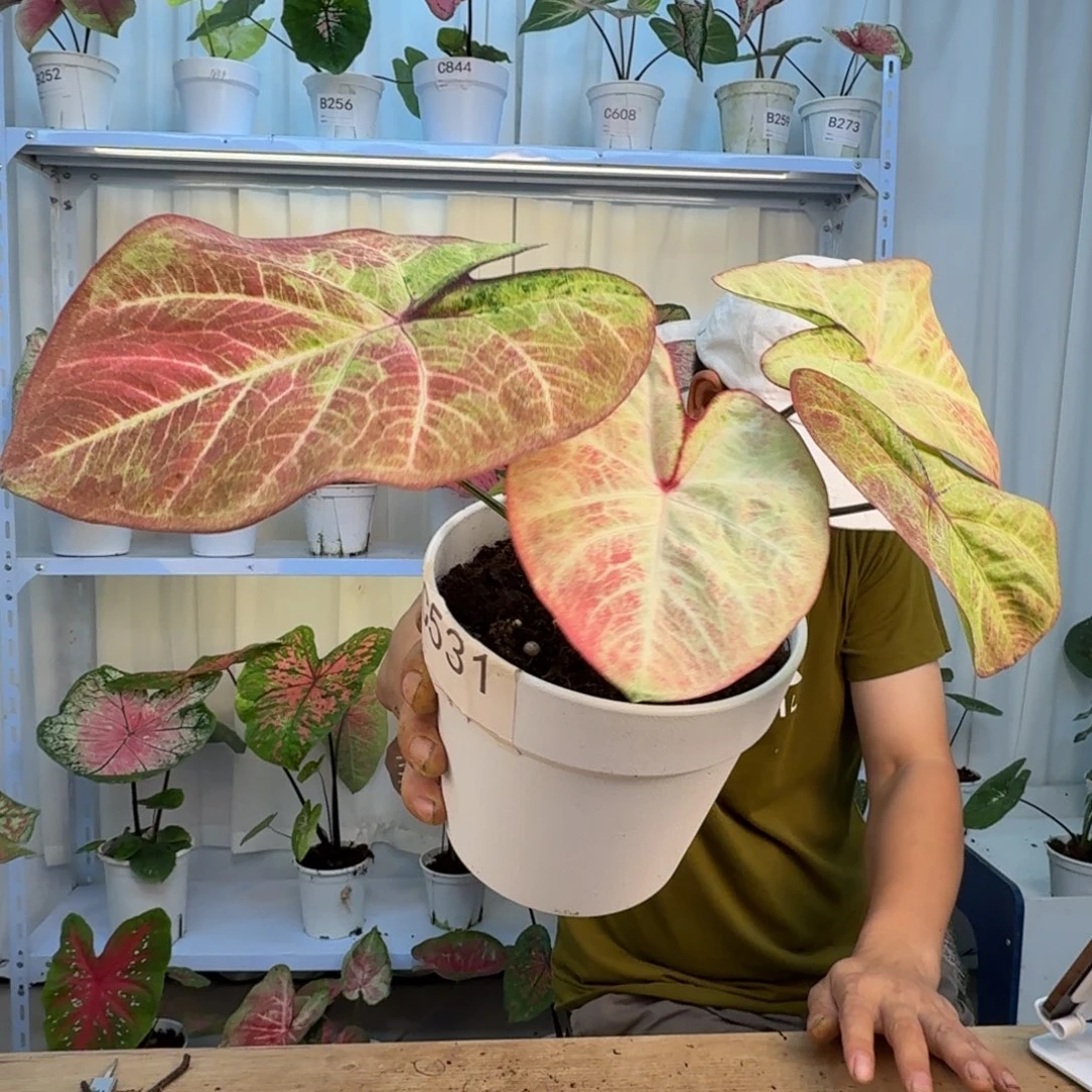 无花朵泰彩    531