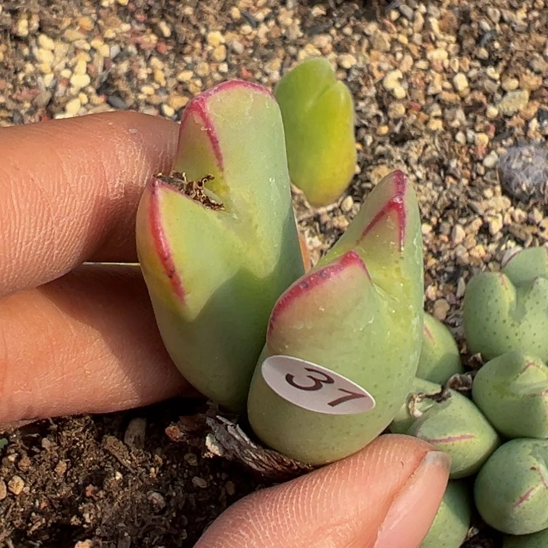 多肉植物1111111111111111