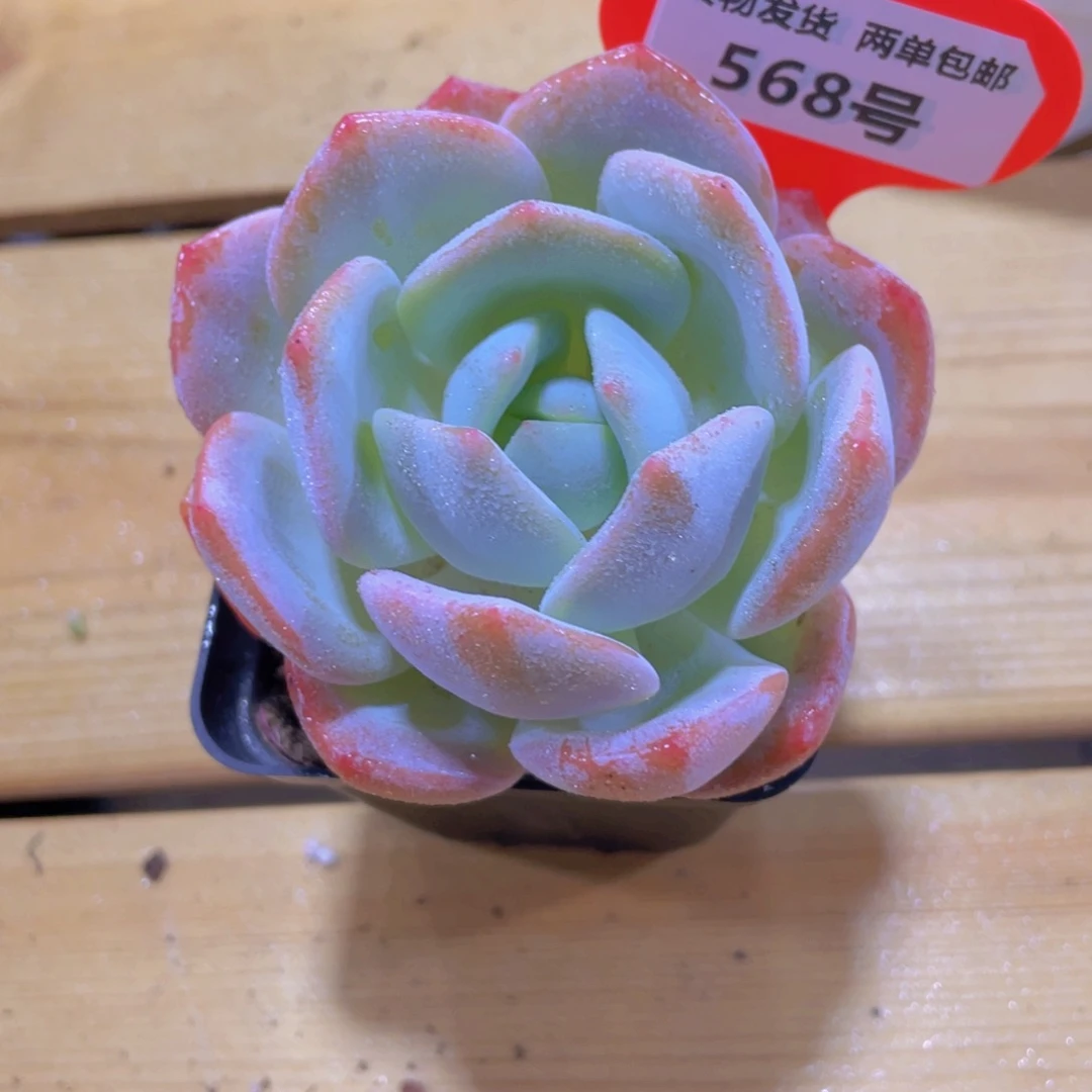 568号 凤橙全状态老桩