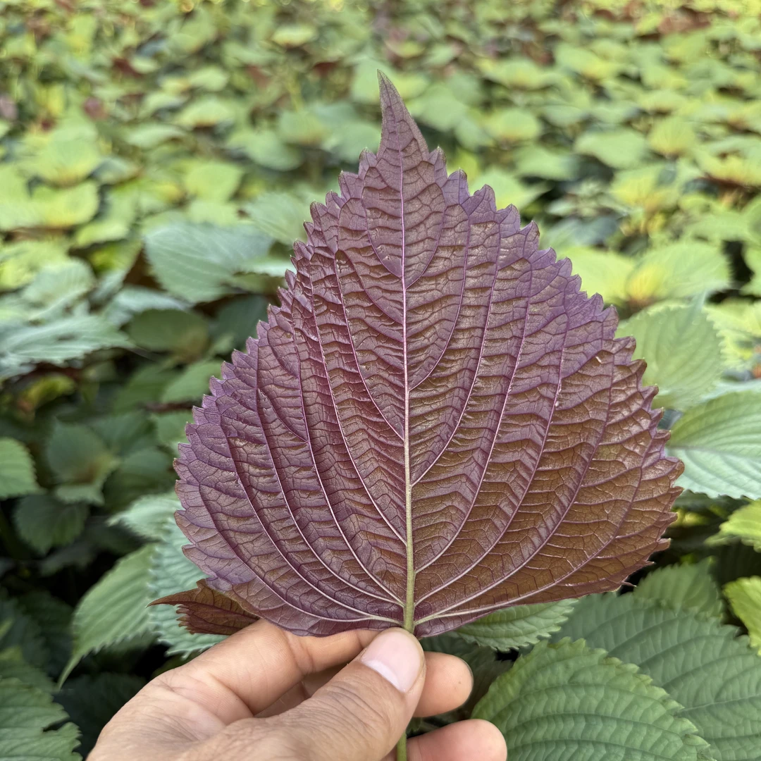 新鲜现摘现发正宗紫苏叶嫩叶牛蛙鱼生调料紫苏去腥提鲜长杆发货