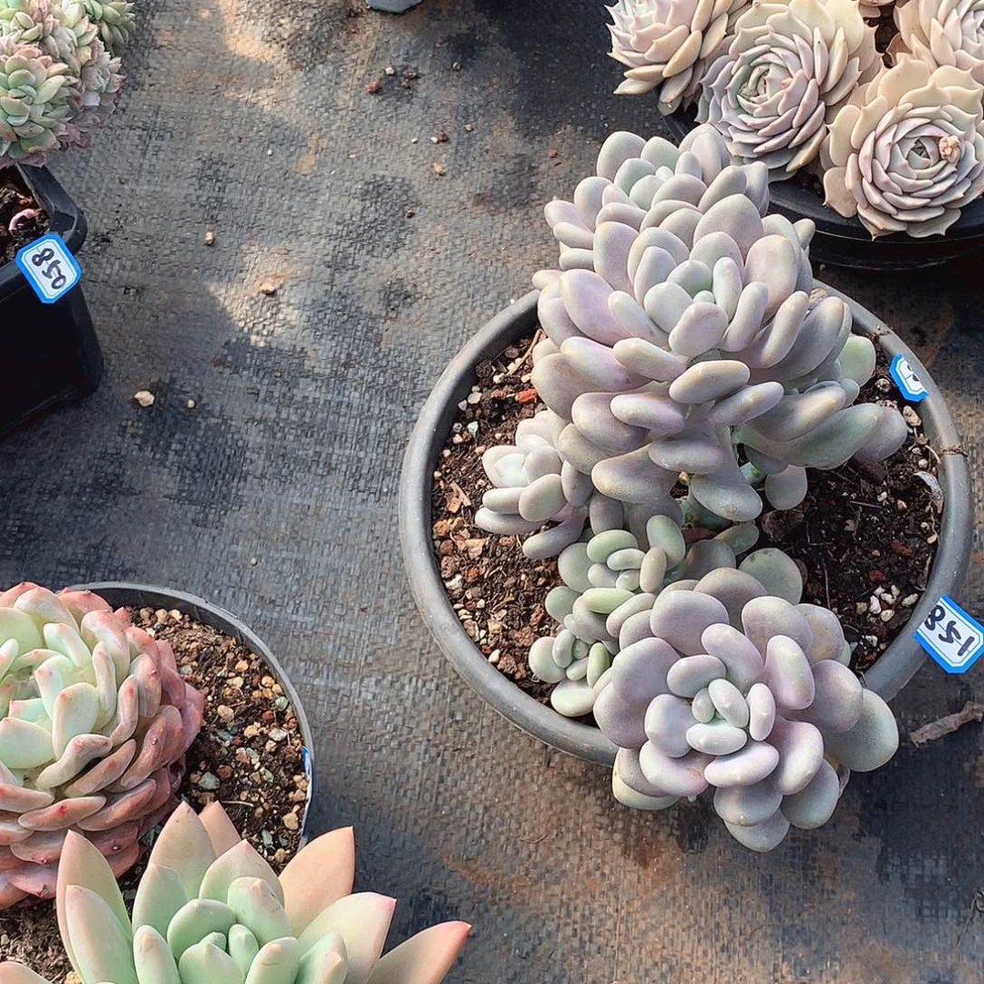 851月美人 一物一拍多肉