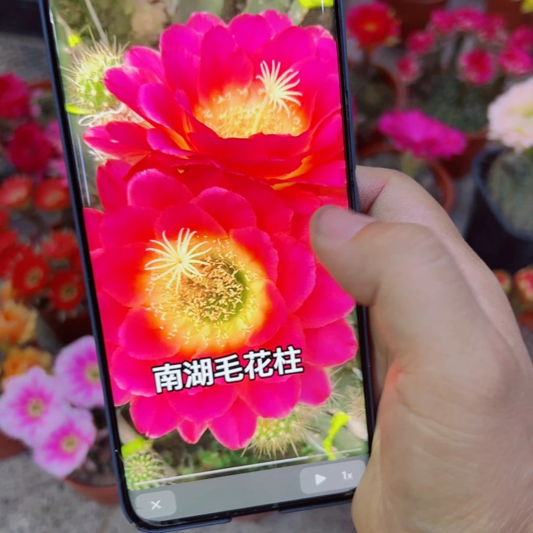 下97毛星火歪无根侧芽4公分左右20包邮