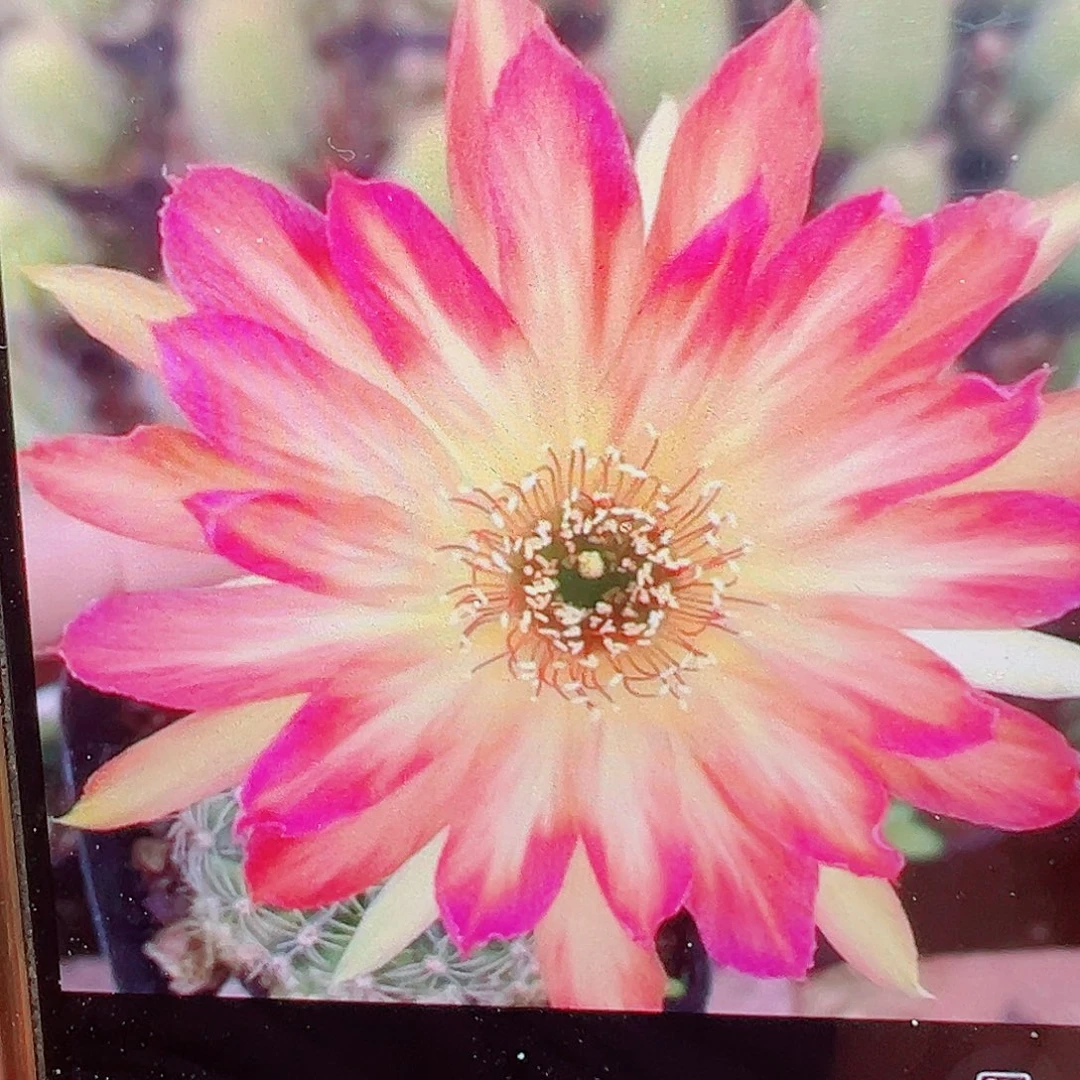 彩草  金荷花 侧芽 满20包邮