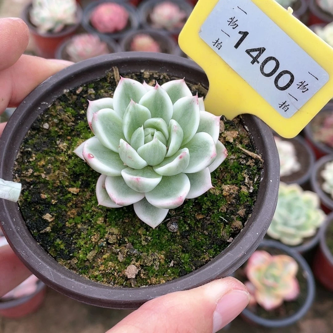 【闪购商品】1400号