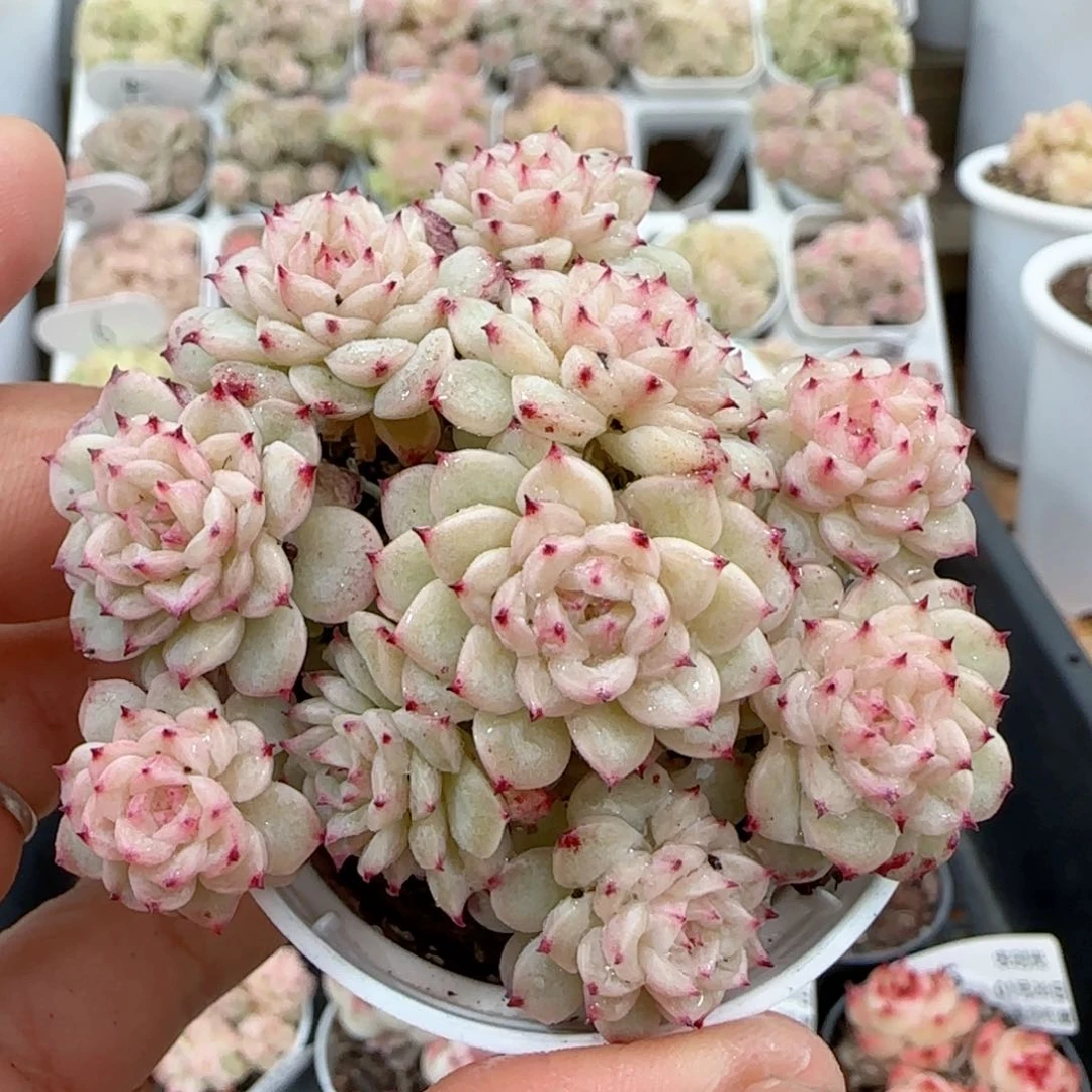 【闪购商品】0128-21小魔仙优选