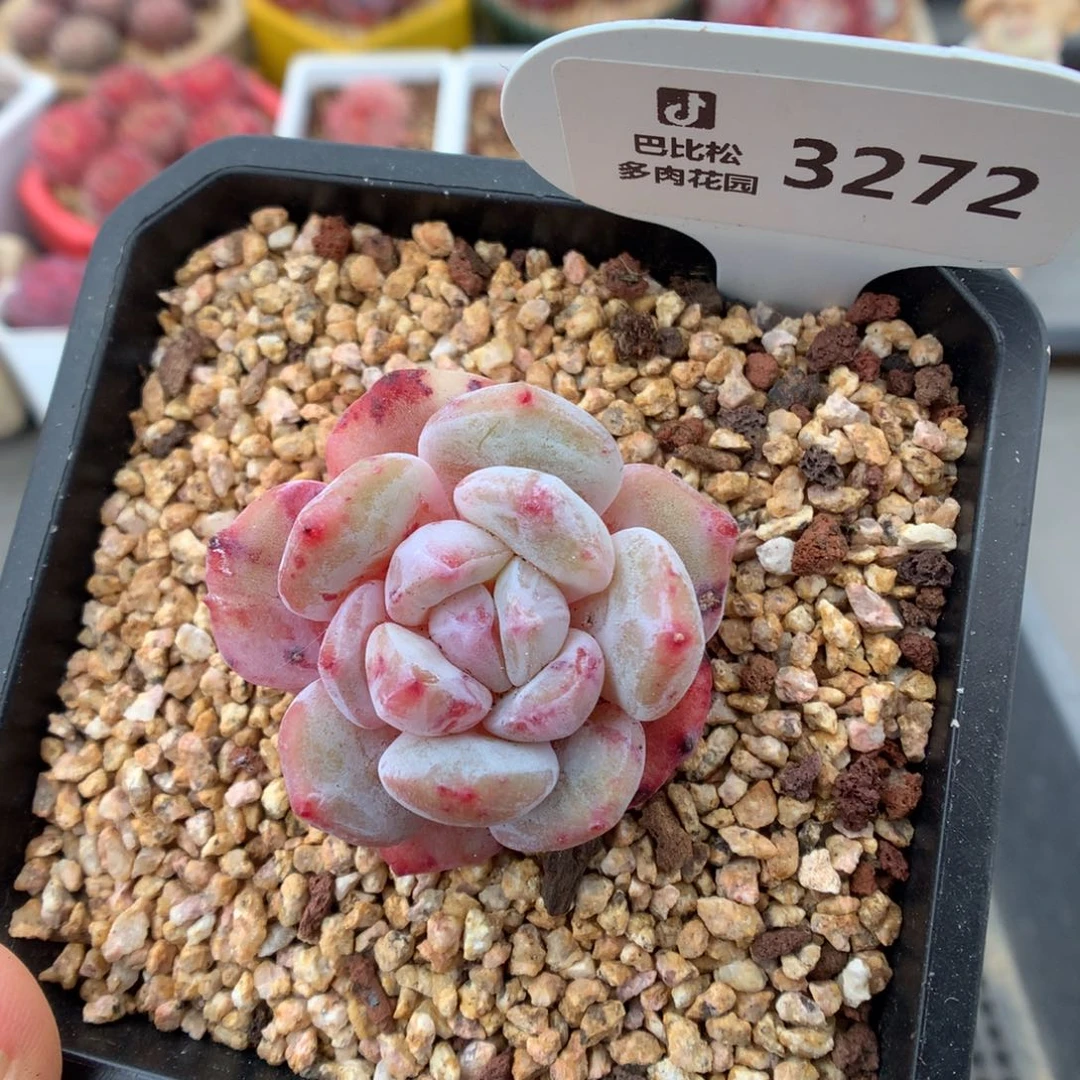 3272星影石化多肉植物