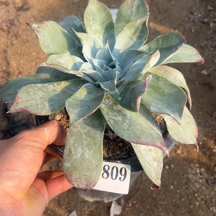 809号雪山多肉植物老庄