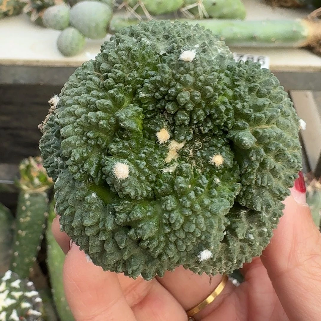 全部花朵大尤菜花950