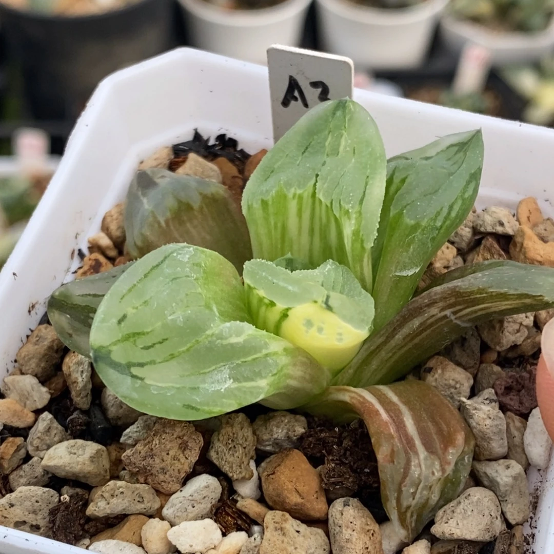 3号巨大冰城锦多肉