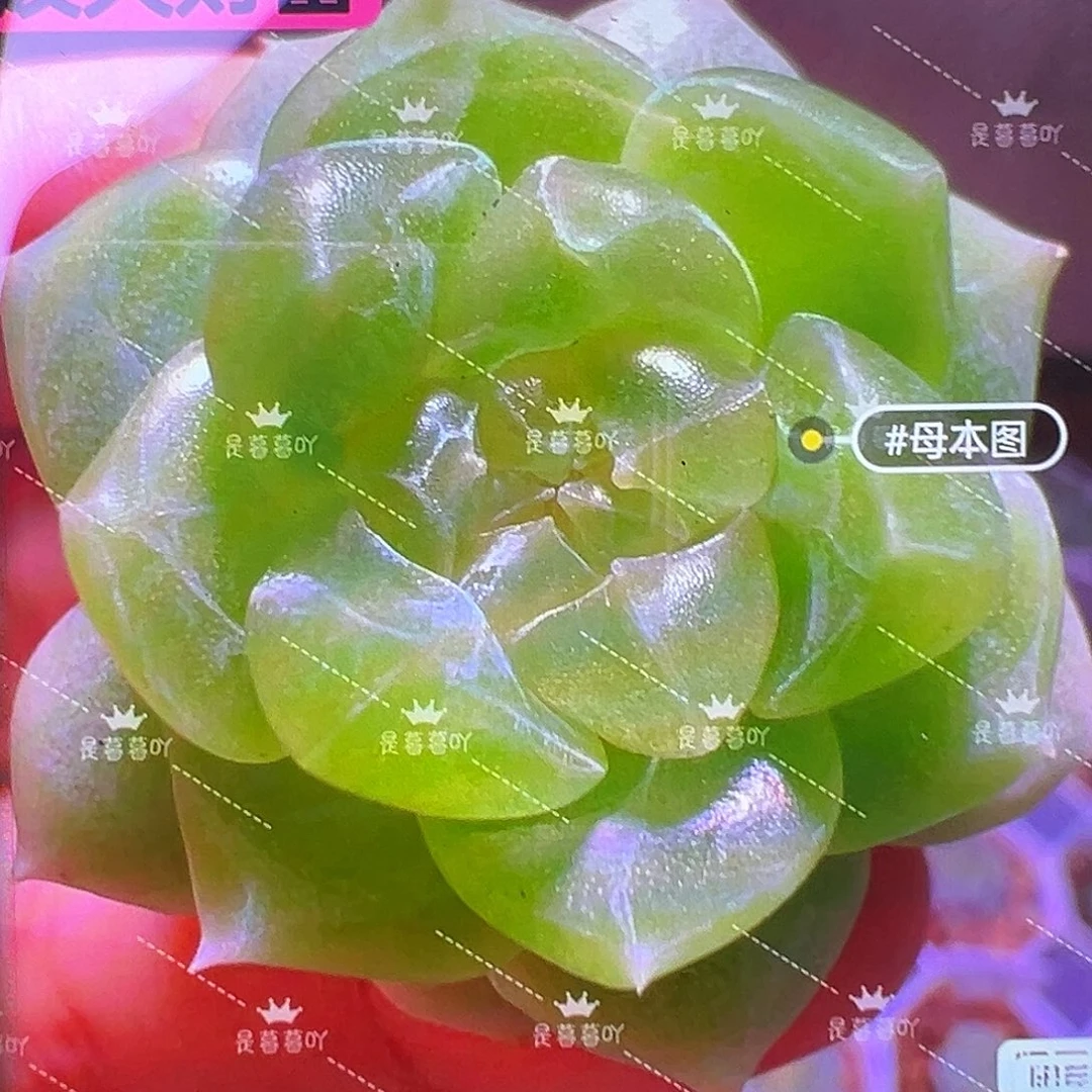 泼天财富密码状态图