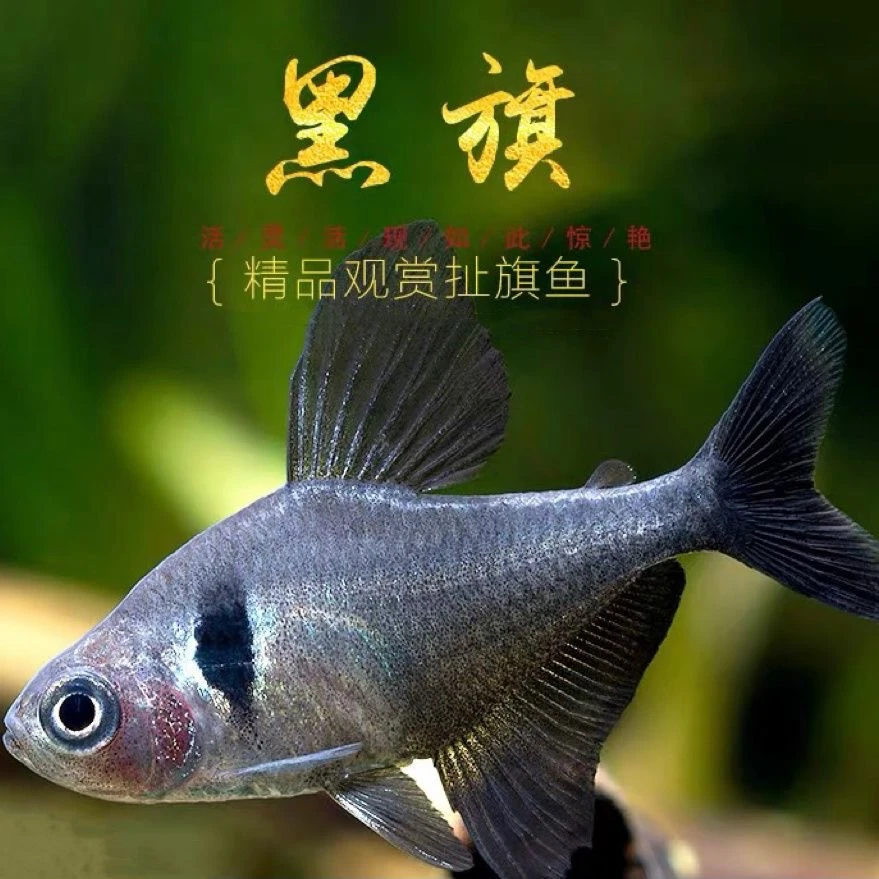 黑幻影扯旗鱼黑勾扯旗热带观赏鱼