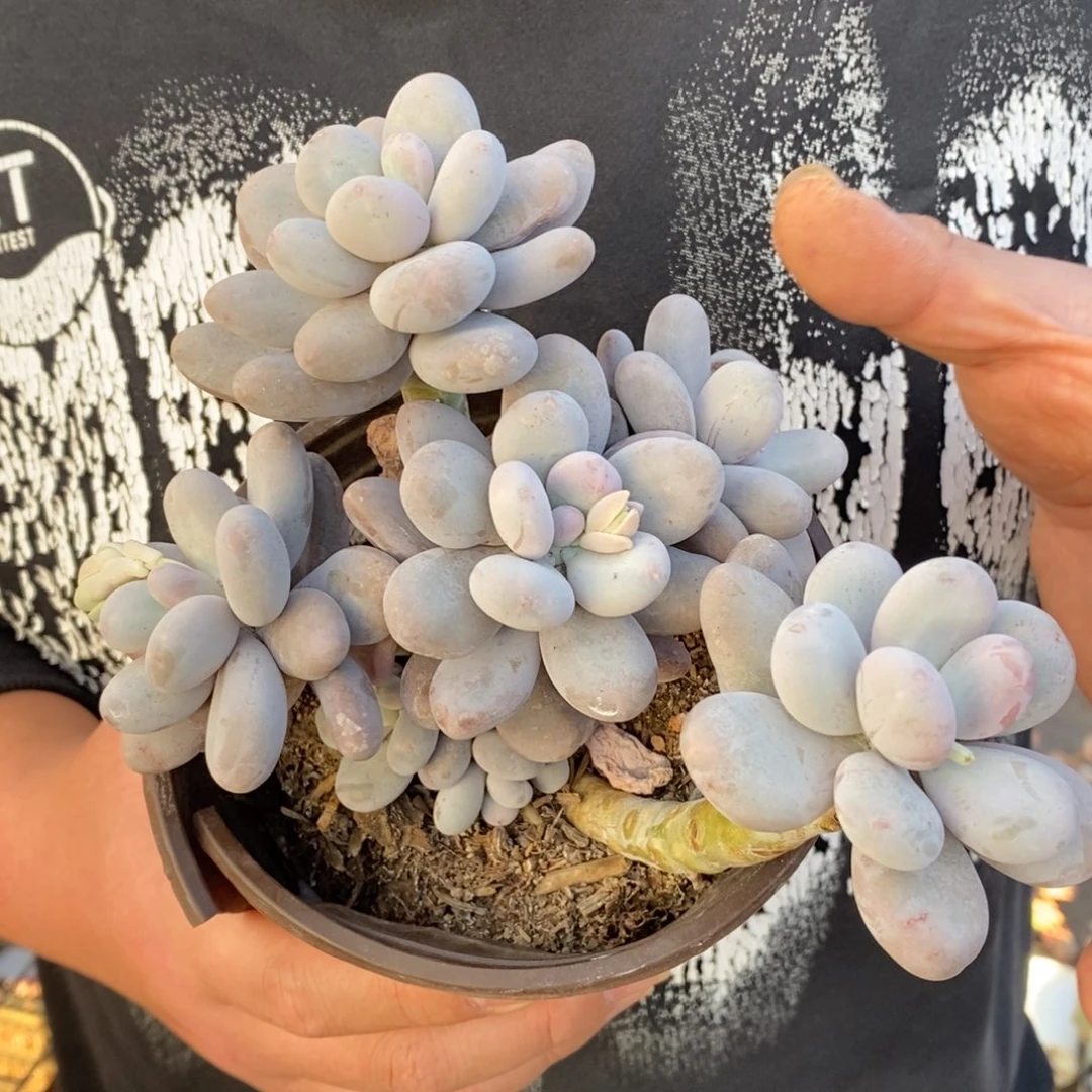 鸡蛋美人多头群生老桩，160杯