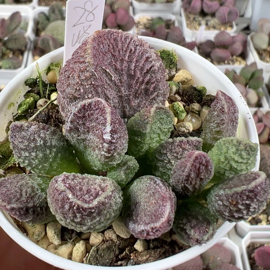w紫水晶多肉植物水泡