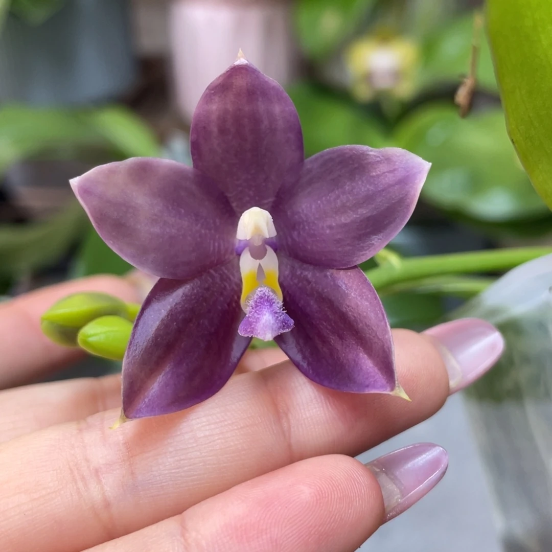 完全开放4寸弥陀蓝熊交蓝盾