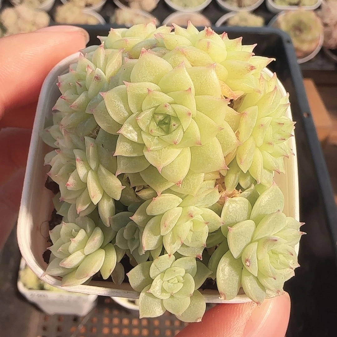 多肉1122-232优选麦秆群