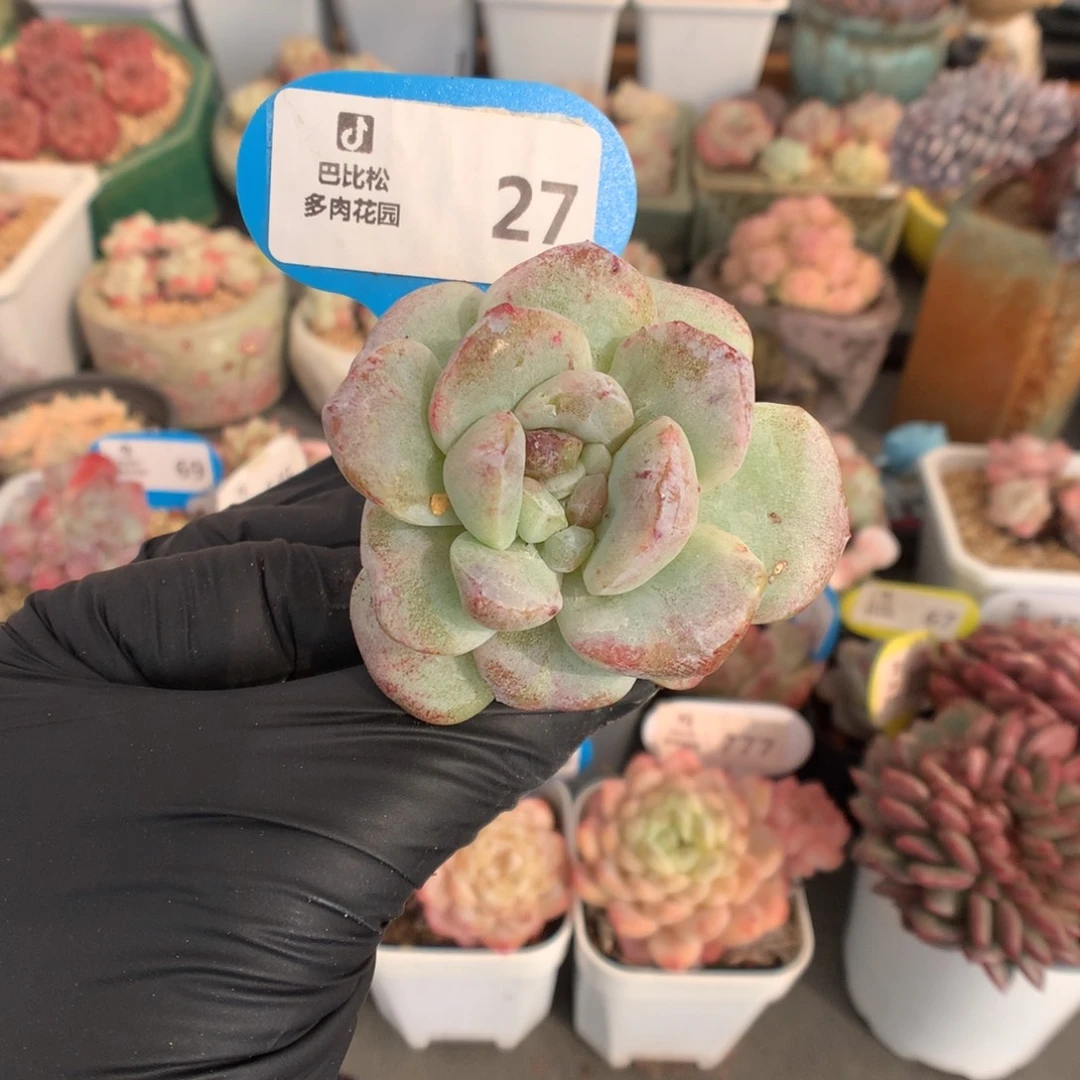 27 冰玉石化多肉多肉