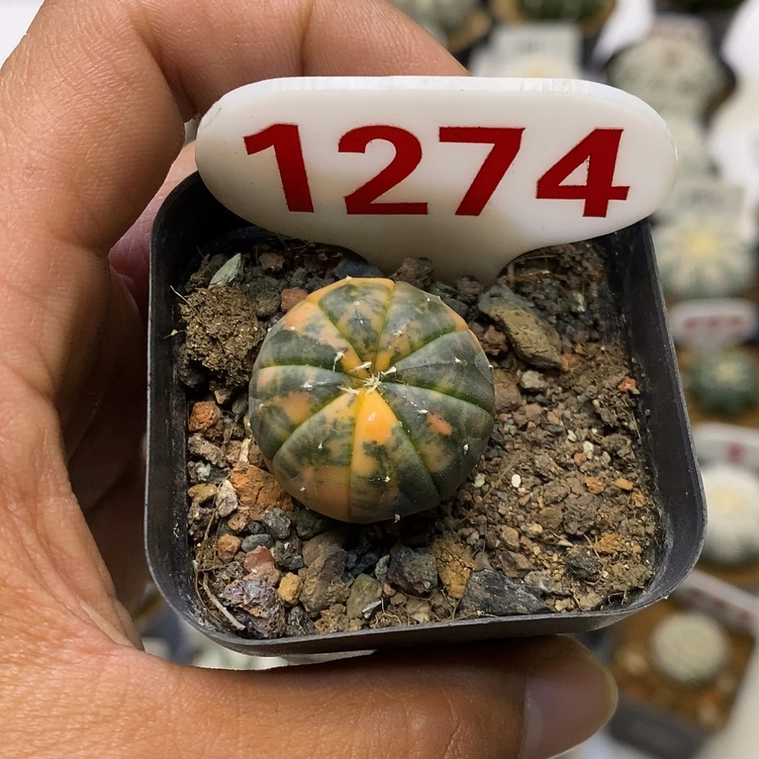 1274福利特价来了呀