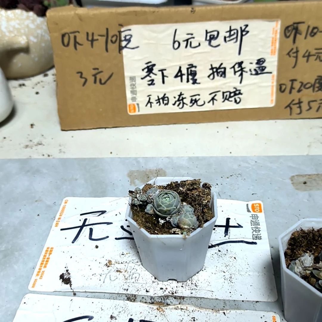 满6元包邮，子持莲华多头八角盆小课