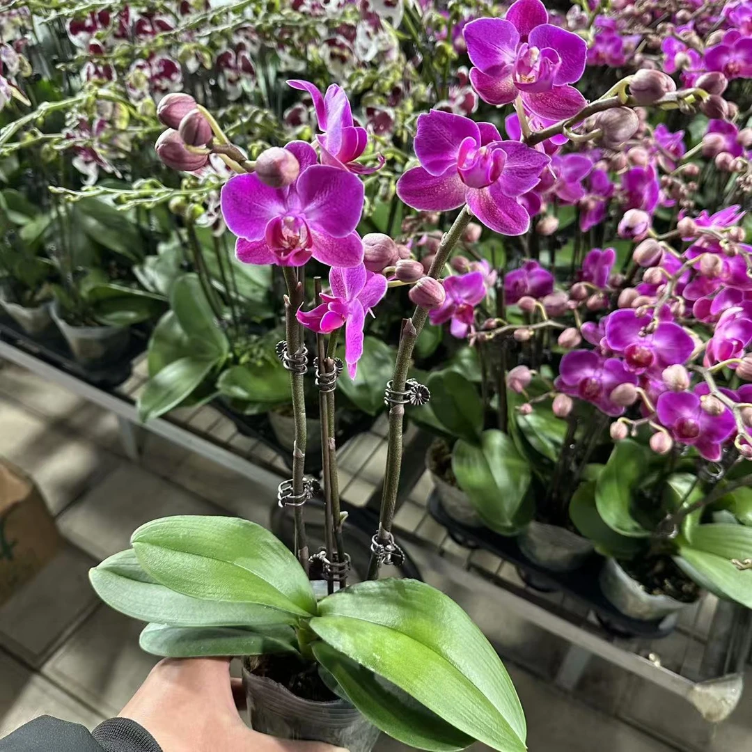 【李先生宠粉】（幸福仙女）蝴蝶兰双花剑带花带花苞