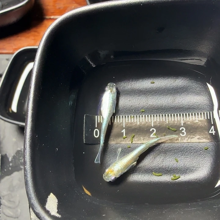 青鳉鱼78号拍品祖母绿