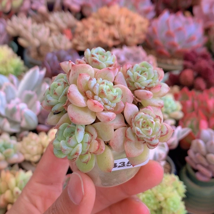 一物一拍含盆土满38包邮B354