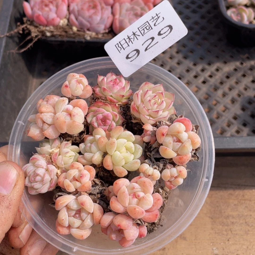 多肉植物多肉植物929