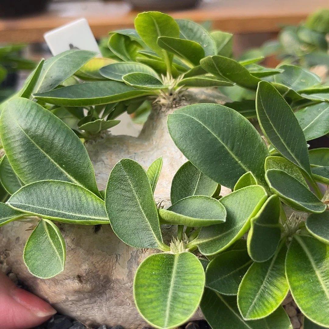 汤圆植物惠比须笑