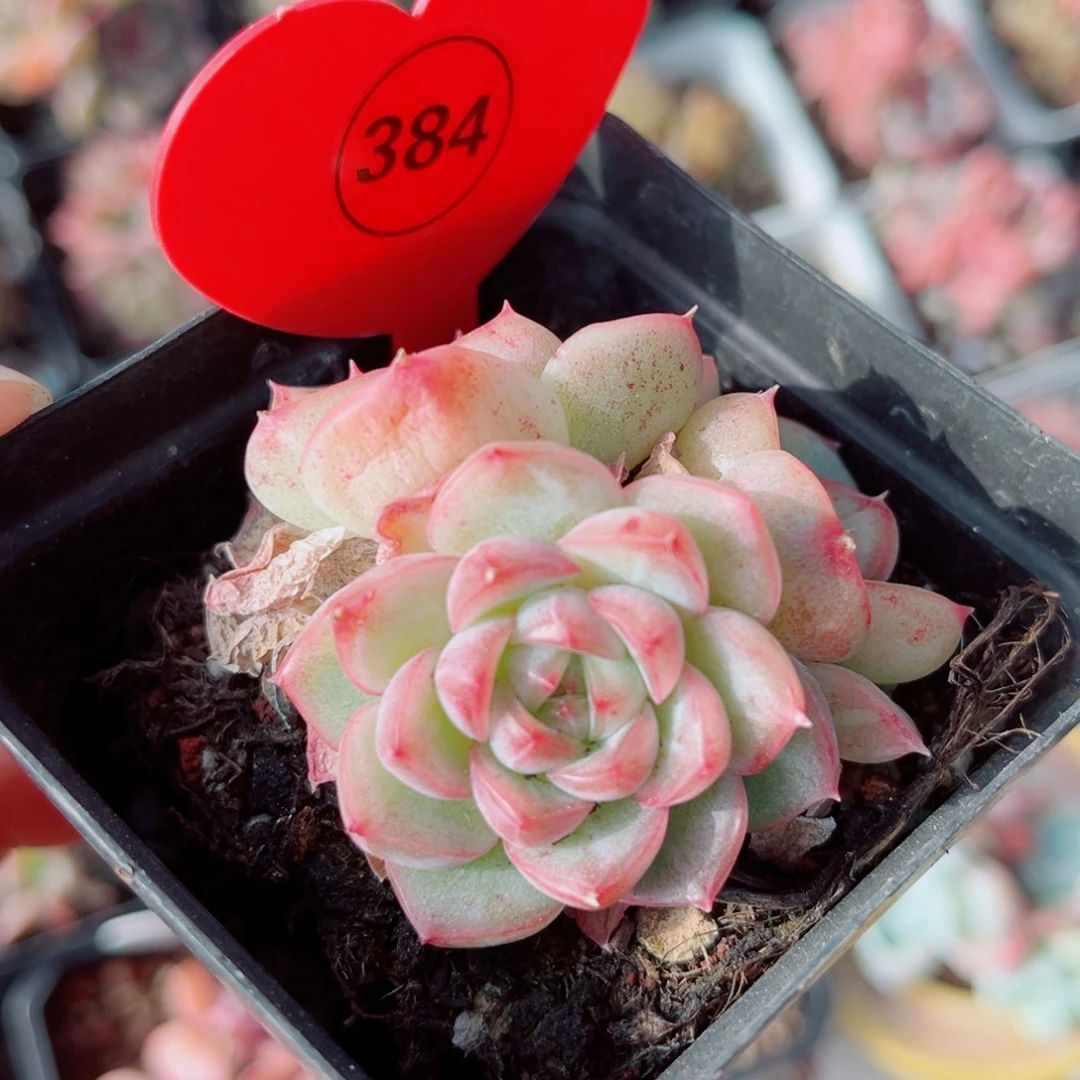 384号小老桩珍妮群