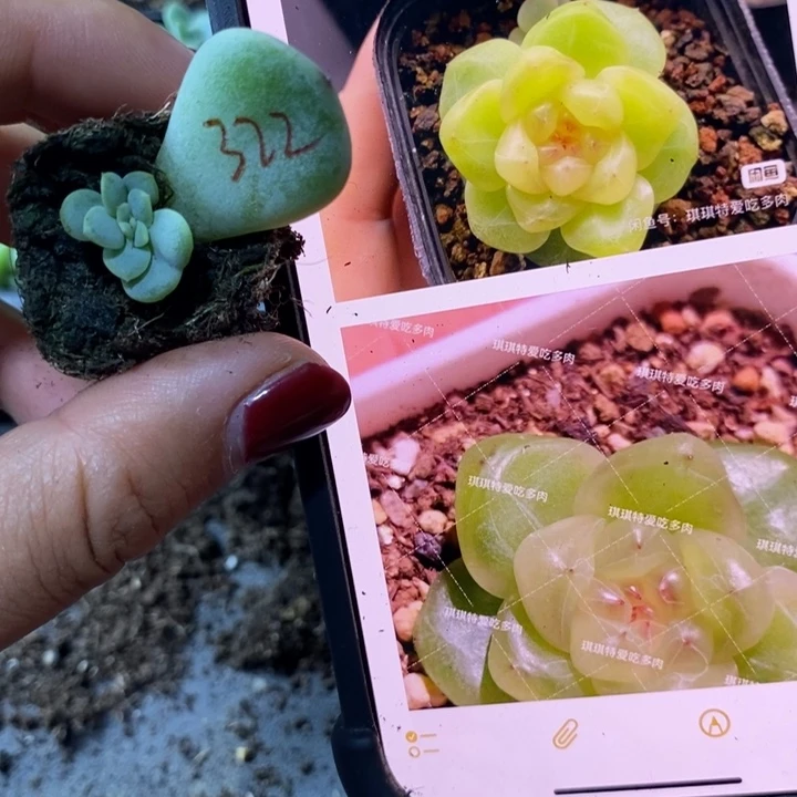 甜心322芽苗一个多肉